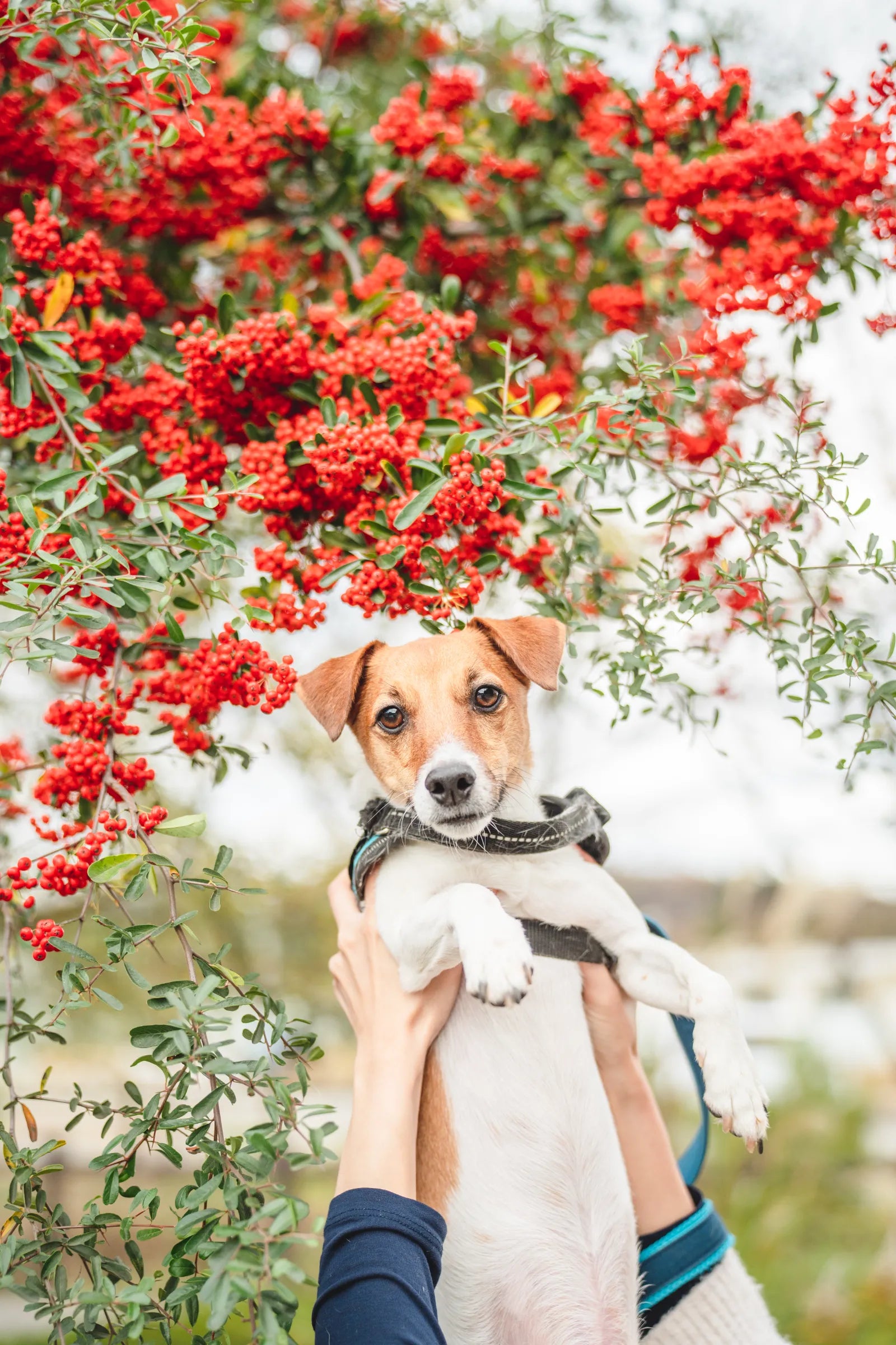 動物護理出身的Chika 在東京捕捉溫馨寵物時光