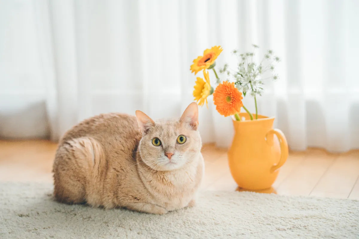 動物護理出身的Chika 在東京捕捉溫馨寵物時光