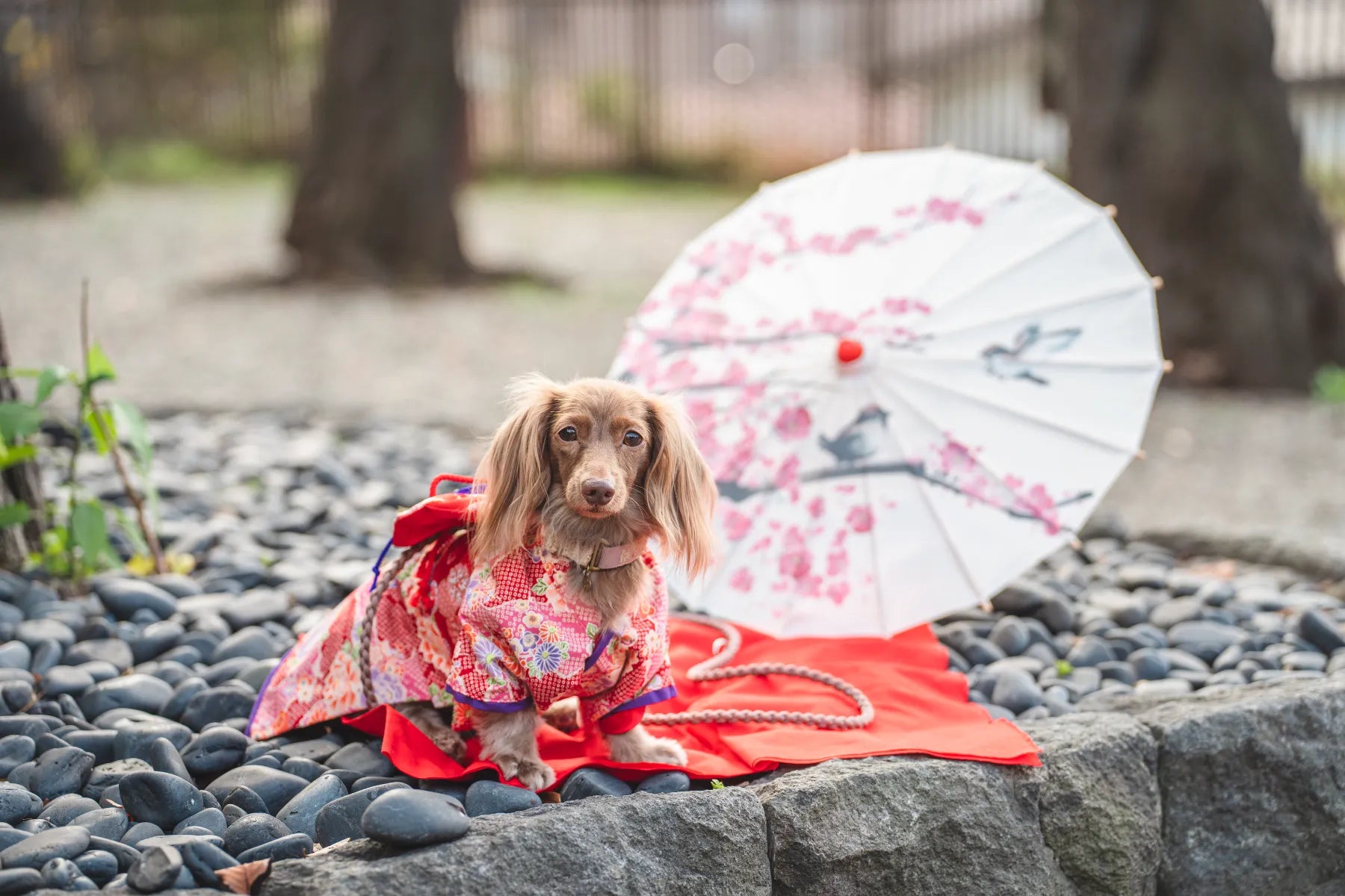 動物護理出身的Chika 在東京捕捉溫馨寵物時光