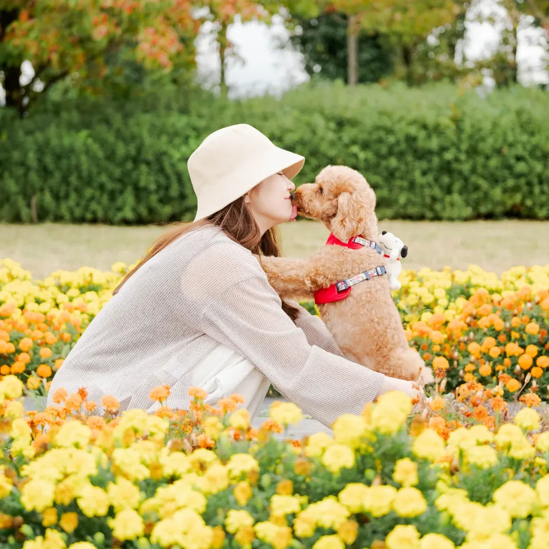 奔跑吧，毛小孩！Wantaro 長野寵物攝影